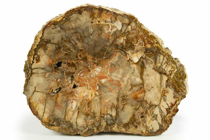 Colorful, Petrified Wood (Araucaria) Round - Madagascar #304625